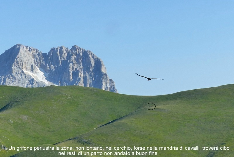 Orchidee a Campo Imperatore tra Medioevo e wilderness  primavera 2023